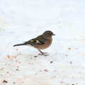 A finch of some sort, Winter Walks with Sis and Matt, Brome and Thornham, Suffolk - 11th February 2012