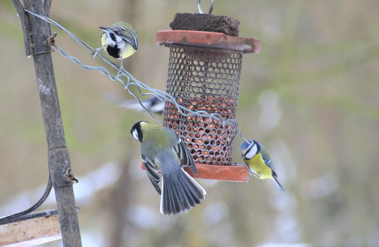 Blue tits hang around the peanut dispenser, from Winter Walks with Sis and Matt, Brome and Thornham, Suffolk - 11th February 2012