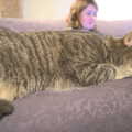 Boris - Stripey Cat - stretches out, TouchType does Wagamama, South Bank, London - 6th March 2012