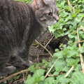 Boris pokes around in rabbit holes, Walking the Cat, Brome, Suffolk - 19th March 2012