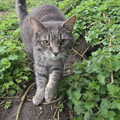 Boris in a hedge, Walking the Cat, Brome, Suffolk - 19th March 2012