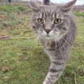 Boris strolls back, Walking the Cat, Brome, Suffolk - 19th March 2012