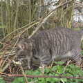 Boris gingerly pads around, Walking the Cat, Brome, Suffolk - 19th March 2012