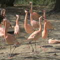 Pink flamingoes, A Day at Banham Zoo, Banham, Norfolk - 2nd April 2012