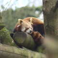A Firefox looks out from its tree, A Day at Banham Zoo, Banham, Norfolk - 2nd April 2012