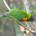 A colourful parakeet, A Day at Banham Zoo, Banham, Norfolk - 2nd April 2012