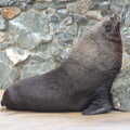 A monster blob of fur seal, A Day at Banham Zoo, Banham, Norfolk - 2nd April 2012