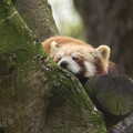 More sleepy red panda action, A Day at Banham Zoo, Banham, Norfolk - 2nd April 2012