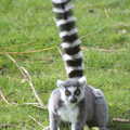 A ring-tiled lemur has got its frizz on, A Day at Banham Zoo, Banham, Norfolk - 2nd April 2012