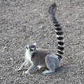 Black-and-white Lemur, actually in colour, A Day at Banham Zoo, Banham, Norfolk - 2nd April 2012