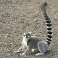 Black-and-white Lemur, actually in colour, A Day at Banham Zoo, Banham, Norfolk - 2nd April 2012