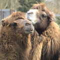 A pair of camels, A Day at Banham Zoo, Banham, Norfolk - 2nd April 2012