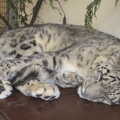 A big cat, asleep, A Day at Banham Zoo, Banham, Norfolk - 2nd April 2012