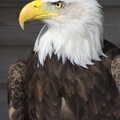 An iconic Bald Eagle pose, A Day at Banham Zoo, Banham, Norfolk - 2nd April 2012