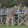 Someone gets to feed the giraffes, A Day at Banham Zoo, Banham, Norfolk - 2nd April 2012