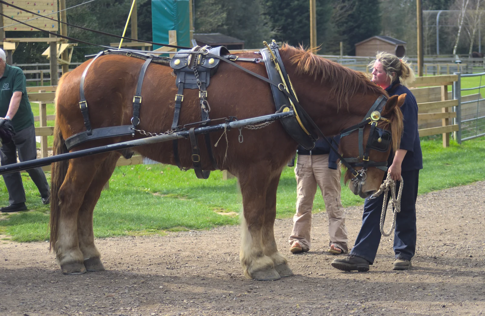 An impressive heavy horse, from A Day at Banham Zoo, Banham, Norfolk - 2nd April 2012