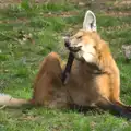 One of the smelly wolves scratches a flea, A Day at Banham Zoo, Banham, Norfolk - 2nd April 2012