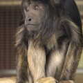 A monkey looks a bit wistful, A Day at Banham Zoo, Banham, Norfolk - 2nd April 2012