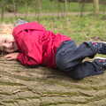 Fred hugs a log, The BBs at BOCM Paul's Pavilion,and a Thornham Walk, Burston and Thornham - 22nd April 2012
