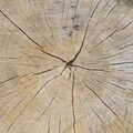 A nice cracked log, The BBs at BOCM Paul's Pavilion,and a Thornham Walk, Burston and Thornham - 22nd April 2012