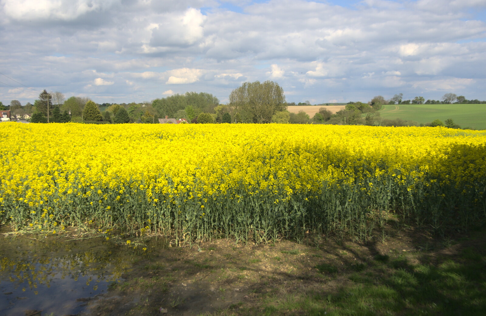 A yellow field of oilseed rape from The BSCC Cycling Weekend, The Swan Inn, Thaxted, Essex - 12th May 2012