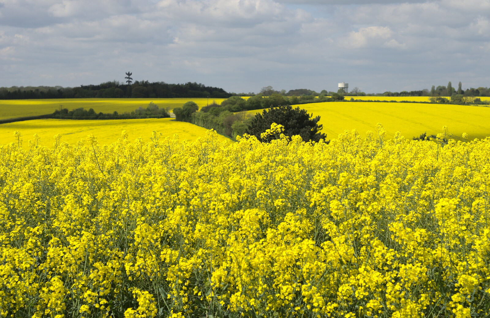A vast swathe of yellow oilseed rape from The BSCC Cycling Weekend, The Swan Inn, Thaxted, Essex - 12th May 2012
