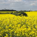 The BSCC Cycling Weekend, The Swan Inn, Thaxted, Essex - 12th May 2012, A vast swathe of yellow oilseed rape