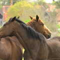 Horses do mutual grooming, The BSCC Cycling Weekend, The Swan Inn, Thaxted, Essex - 12th May 2012