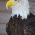 Another Trip to Banham Zoo, Banham, Norfolk - 6th June 2012, Sam the Bald Eagle does a trademark stare at stuff