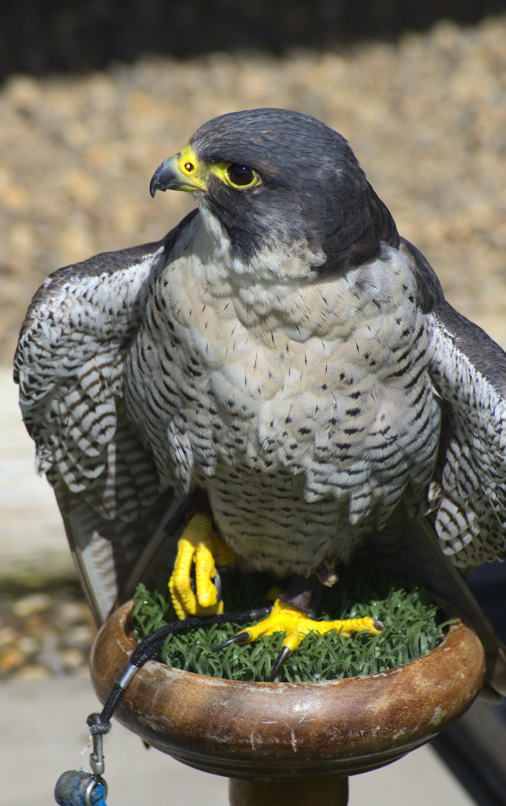 A Peregrine Falcon from Another Trip to Banham Zoo, Banham, Norfolk - 6th June 2012