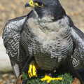 Another Trip to Banham Zoo, Banham, Norfolk - 6th June 2012, A Peregrine Falcon