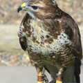 Another Trip to Banham Zoo, Banham, Norfolk - 6th June 2012, Some other bird of prey