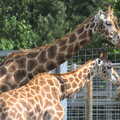 Another Trip to Banham Zoo, Banham, Norfolk - 6th June 2012, A giraffe kisses a post