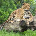 Another Trip to Banham Zoo, Banham, Norfolk - 6th June 2012, A leopard lurks in a tree