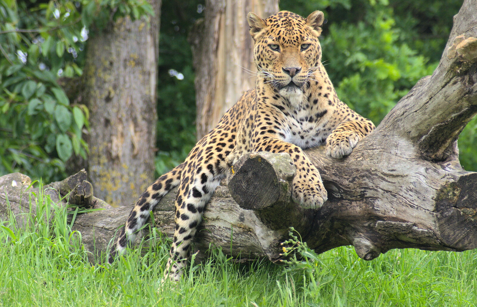 Another view of the leopard from Another Trip to Banham Zoo, Banham, Norfolk - 6th June 2012