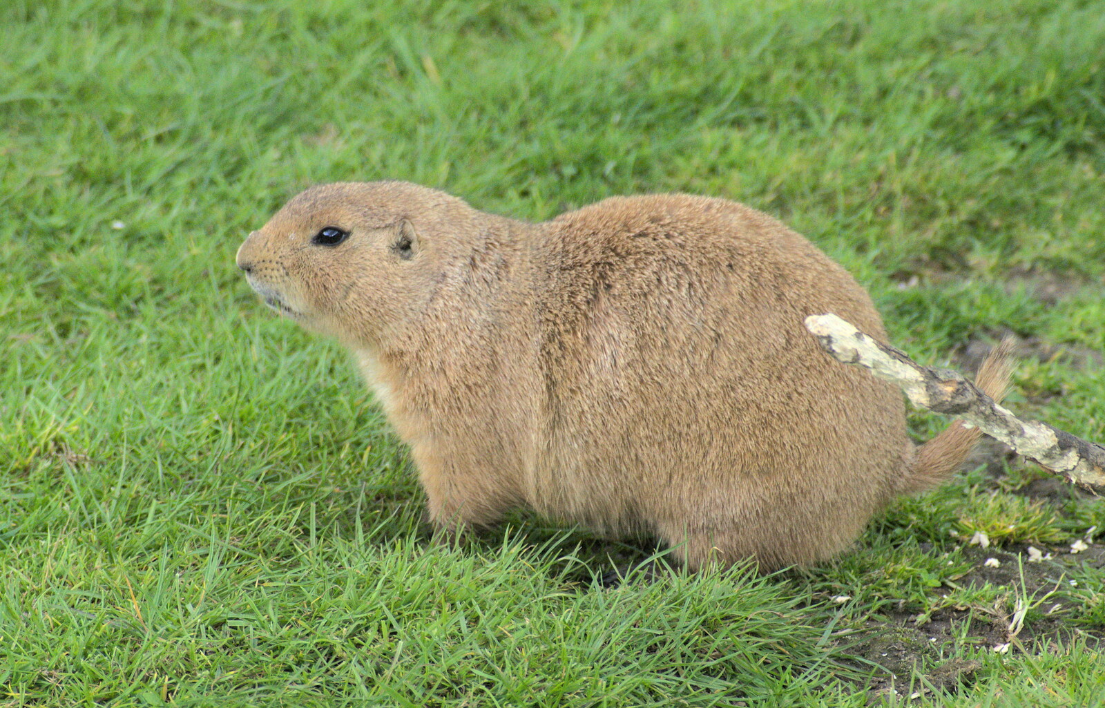 A Prarie Dog looks around from Another Trip to Banham Zoo, Banham, Norfolk - 6th June 2012