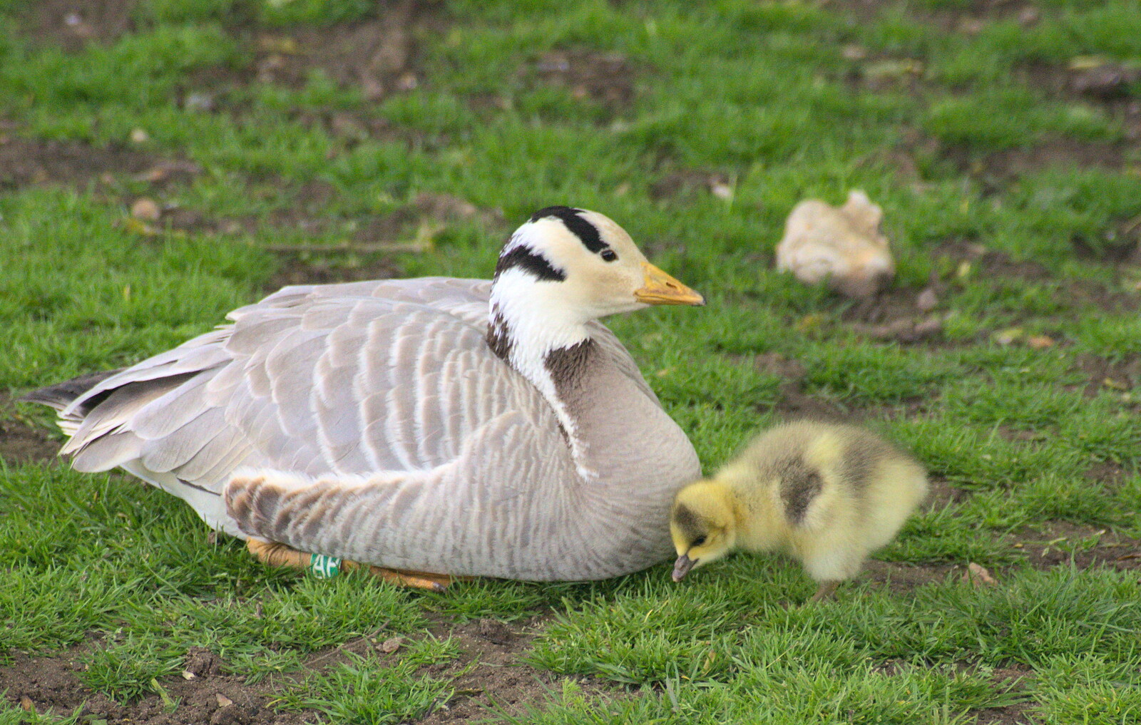 Some sort of duck, and a fluffy chick from Another Trip to Banham Zoo, Banham, Norfolk - 6th June 2012