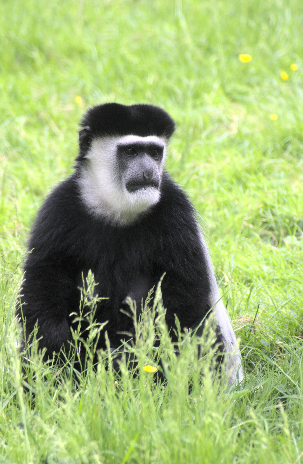 A glum-looking Colobus monkey from Another Trip to Banham Zoo, Banham, Norfolk - 6th June 2012