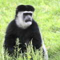 Another Trip to Banham Zoo, Banham, Norfolk - 6th June 2012, A glum-looking Colobus monkey