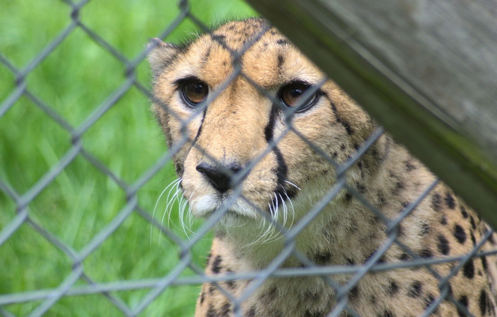 A Cheetah looks through a wire fence from Another Trip to Banham Zoo, Banham, Norfolk - 6th June 2012