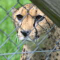 Another Trip to Banham Zoo, Banham, Norfolk - 6th June 2012, A Cheetah looks through a wire fence