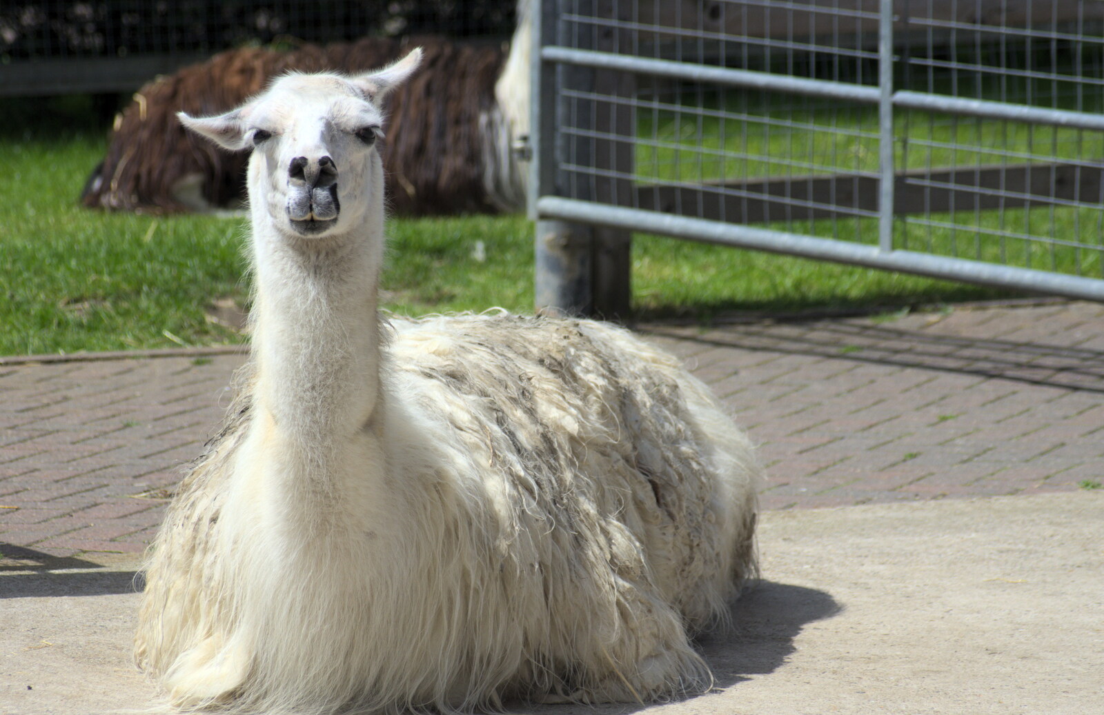 A Llama sits it out from Another Trip to Banham Zoo, Banham, Norfolk - 6th June 2012