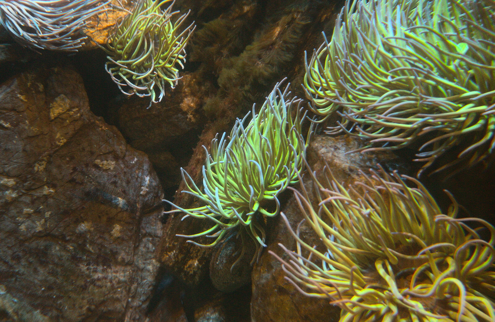 Wavy sea anemones from A Visit to the Aquarium, The Barbican and Dartmoor, Plymouth, Devon - 10th June 2012