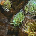 Wavy sea anemones, A Visit to the Aquarium, The Barbican and Dartmoor, Plymouth, Devon - 10th June 2012