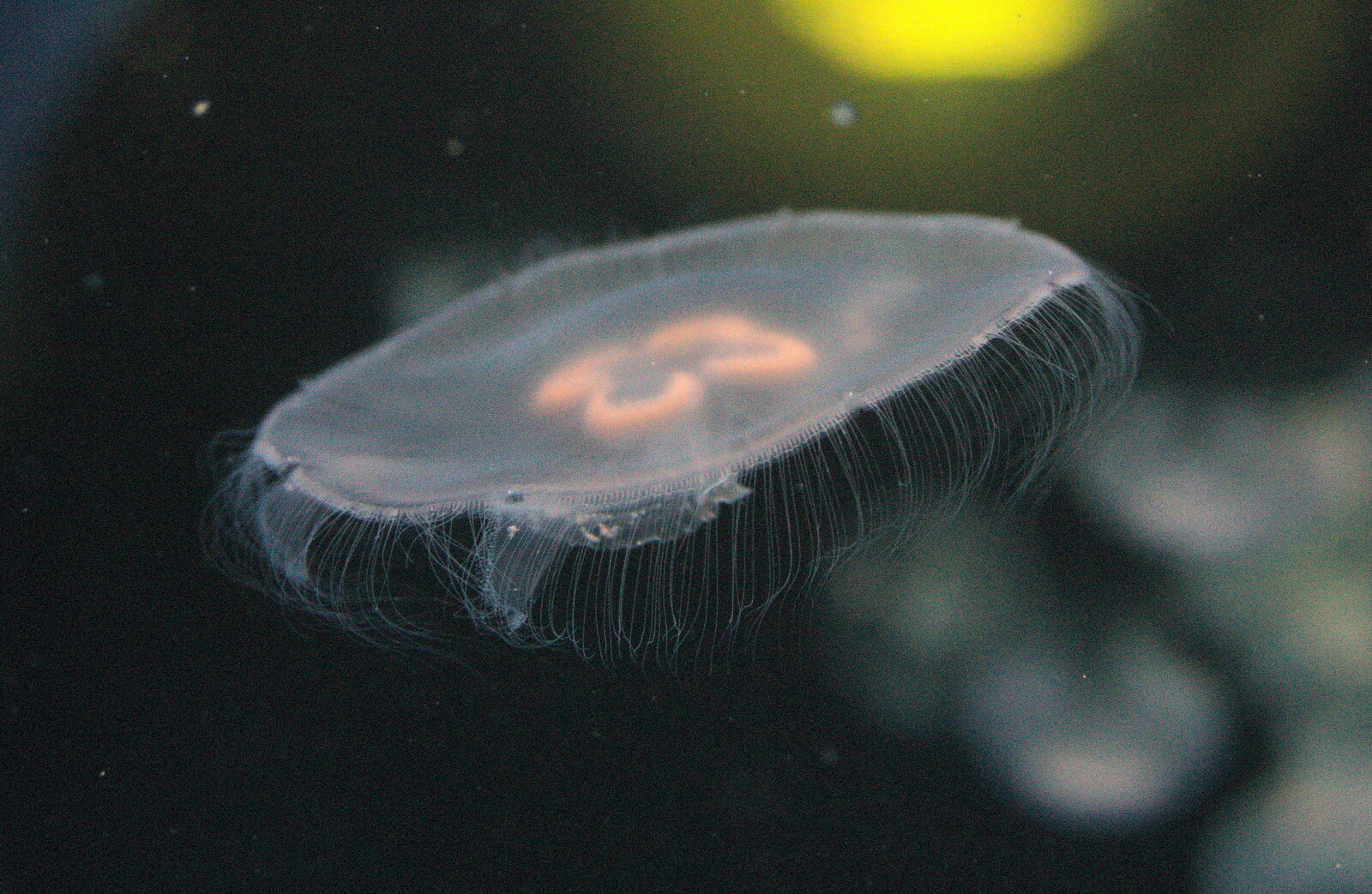 Delicate tendrils on a jellyfish from A Visit to the Aquarium, The Barbican and Dartmoor, Plymouth, Devon - 10th June 2012
