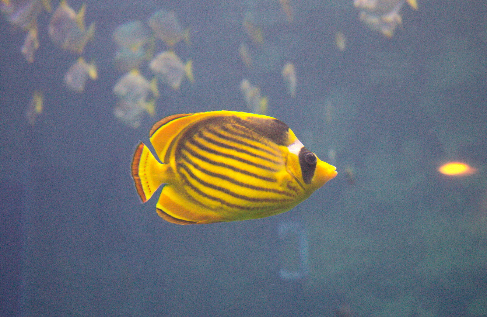 A stripey yellow fish from A Visit to the Aquarium, The Barbican and Dartmoor, Plymouth, Devon - 10th June 2012