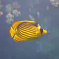 A stripey yellow fish, A Visit to the Aquarium, The Barbican and Dartmoor, Plymouth, Devon - 10th June 2012