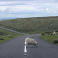 A Dartmoor roadblock with sheep, A Visit to the Aquarium, The Barbican and Dartmoor, Plymouth, Devon - 10th June 2012