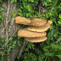 Some bracket fungus up at Chagford allotments, Chagford and Haytor, Dartmoor, Devon - 11th June 2012