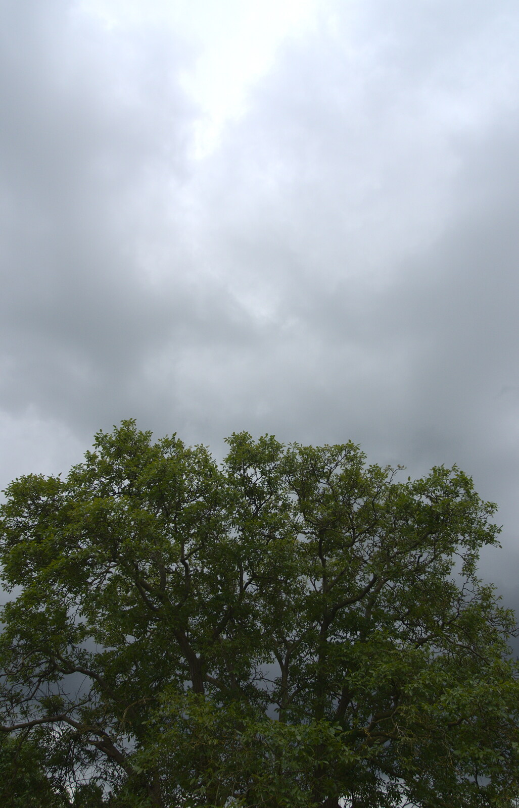 Grey skies over the walnut tree from Morris Dancing and a Carnival Procession, Diss, Norfolk - 17th June 2012